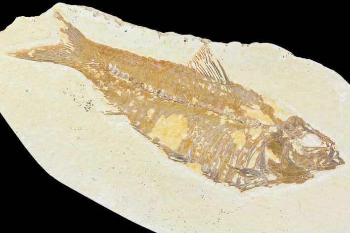 Knightia Alta Fossil Fish - Wyoming #85461